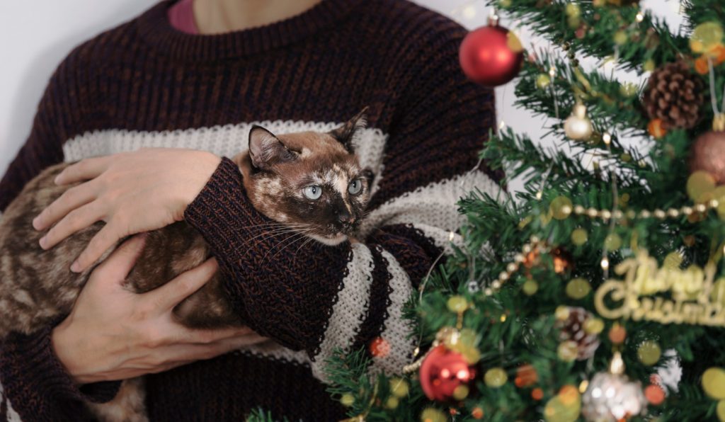 Gatto in braccio vicino all'Albero di Natale