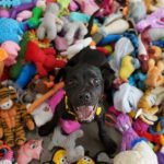 cane felice in mezzo ai giocattoli