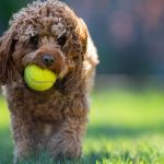 Cane che gioca con la palla