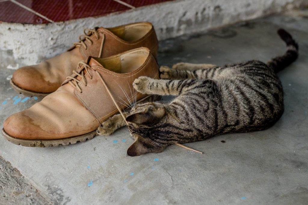 Gatto che gioca con un paio di scarpe