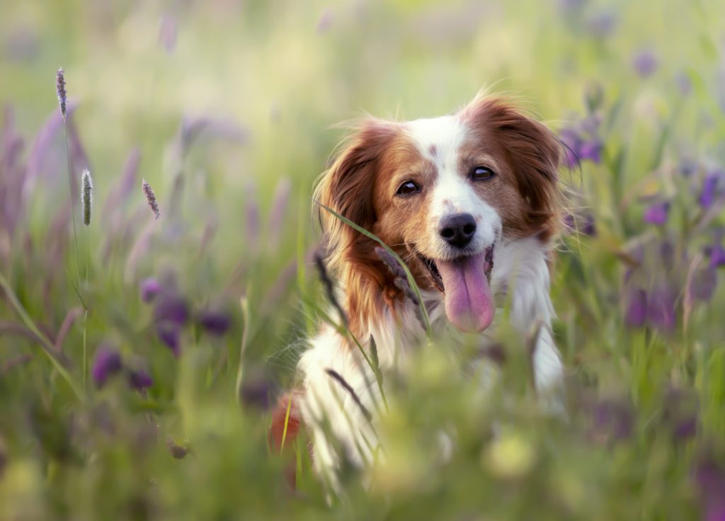 Cane in giardino