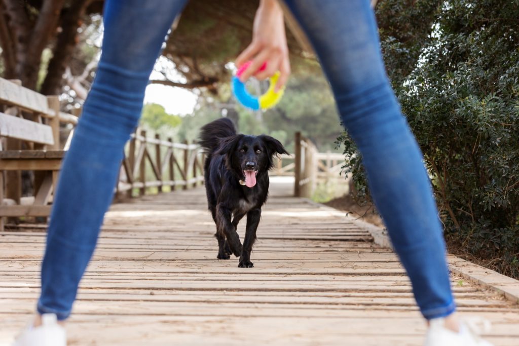 Gioco per cani