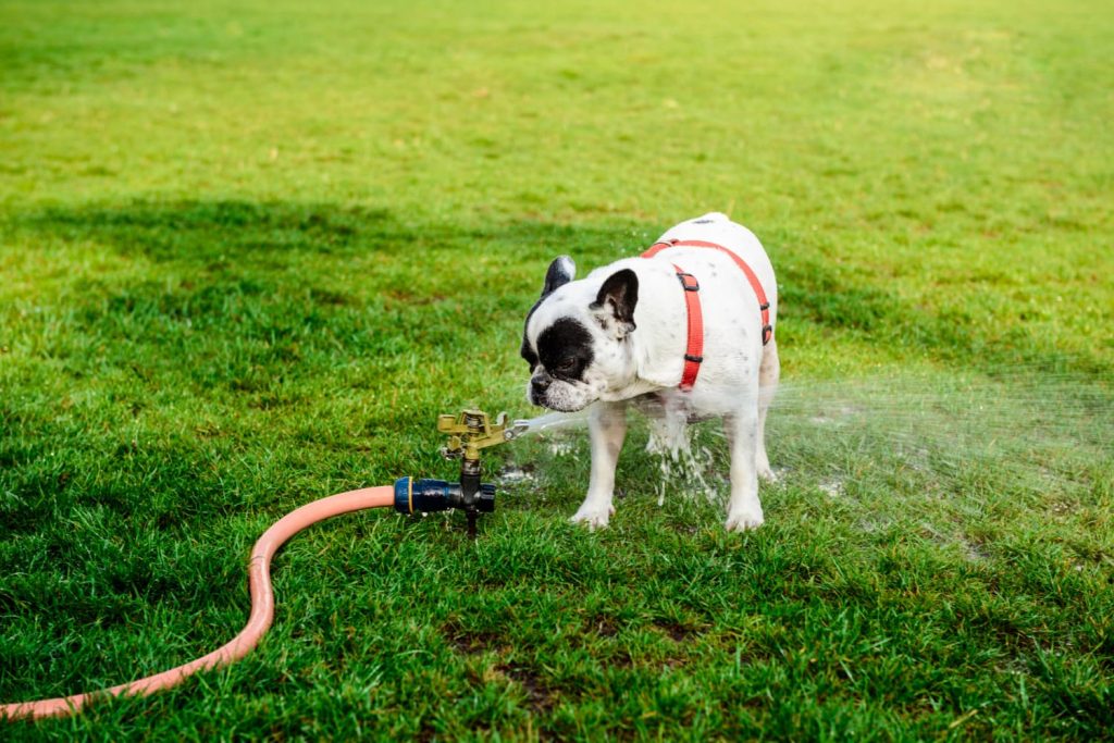 Cane e acqua