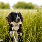 Cane in un campo