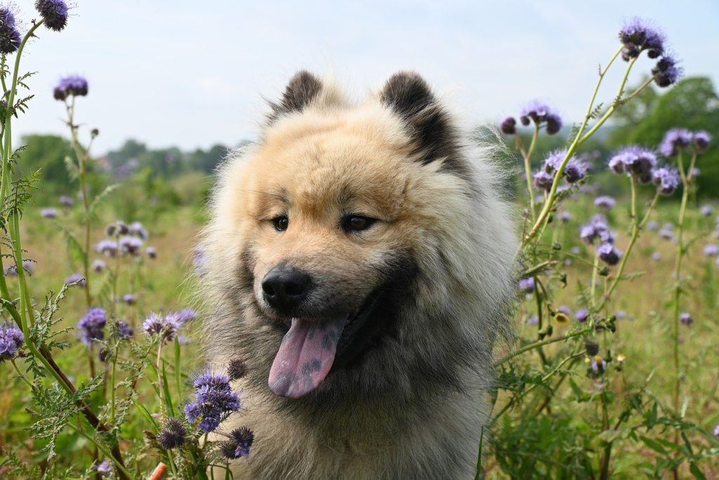 Cane nel prato