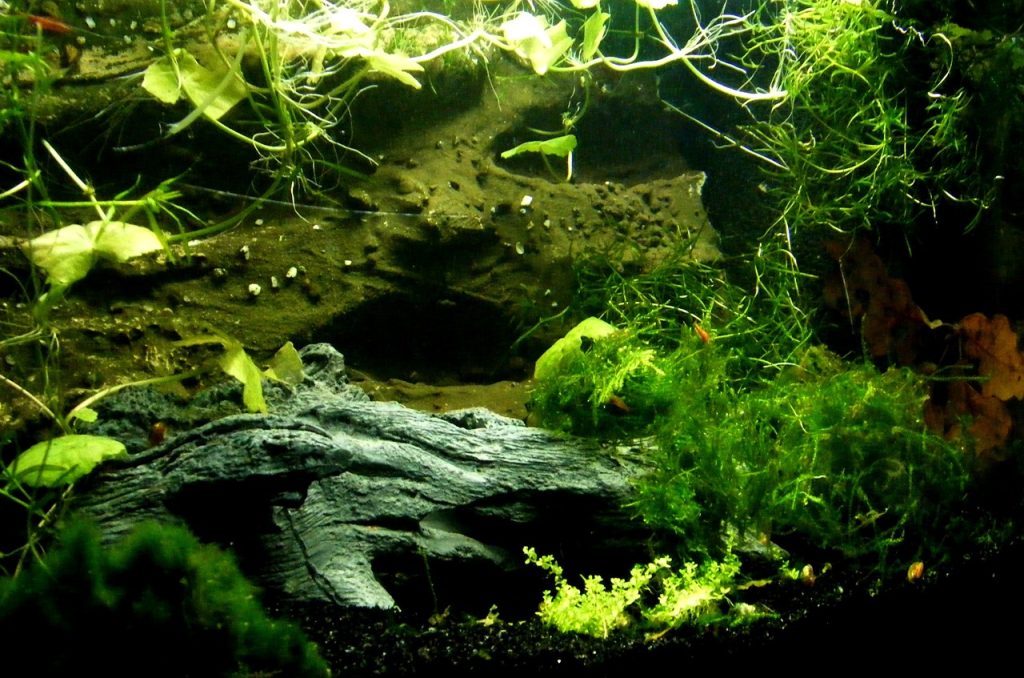 Acquario con piante