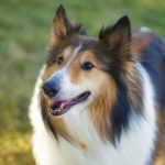 Cane collie scozzese