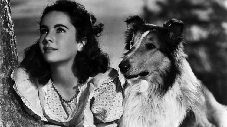 Lassie con Elizabeth Taylor