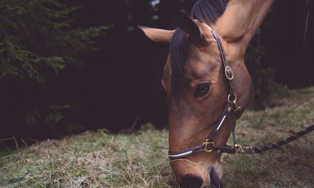 Cavallo che mangia