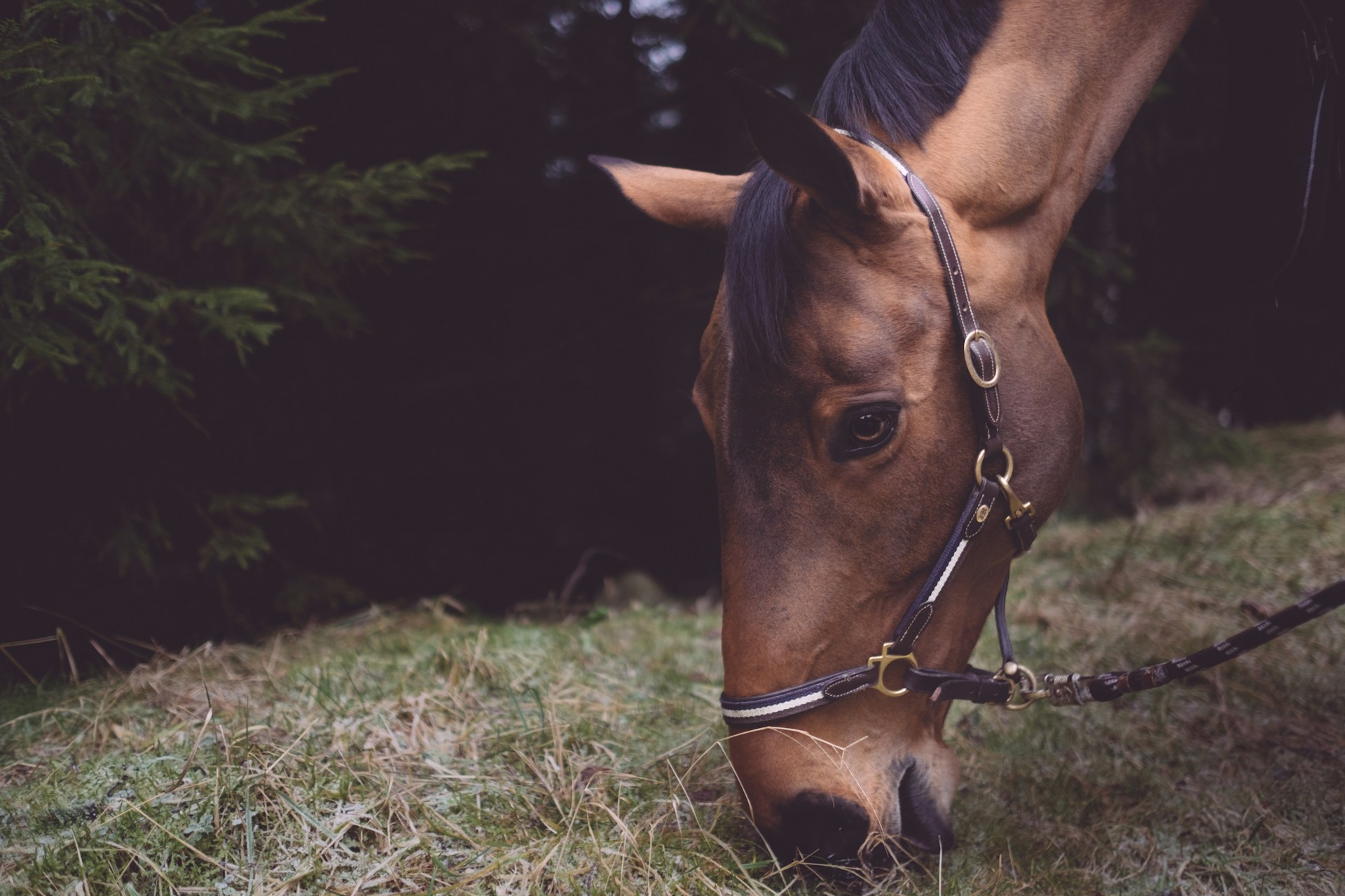 La dieta del cavallo adulto: le basi per il suo fabbisogno