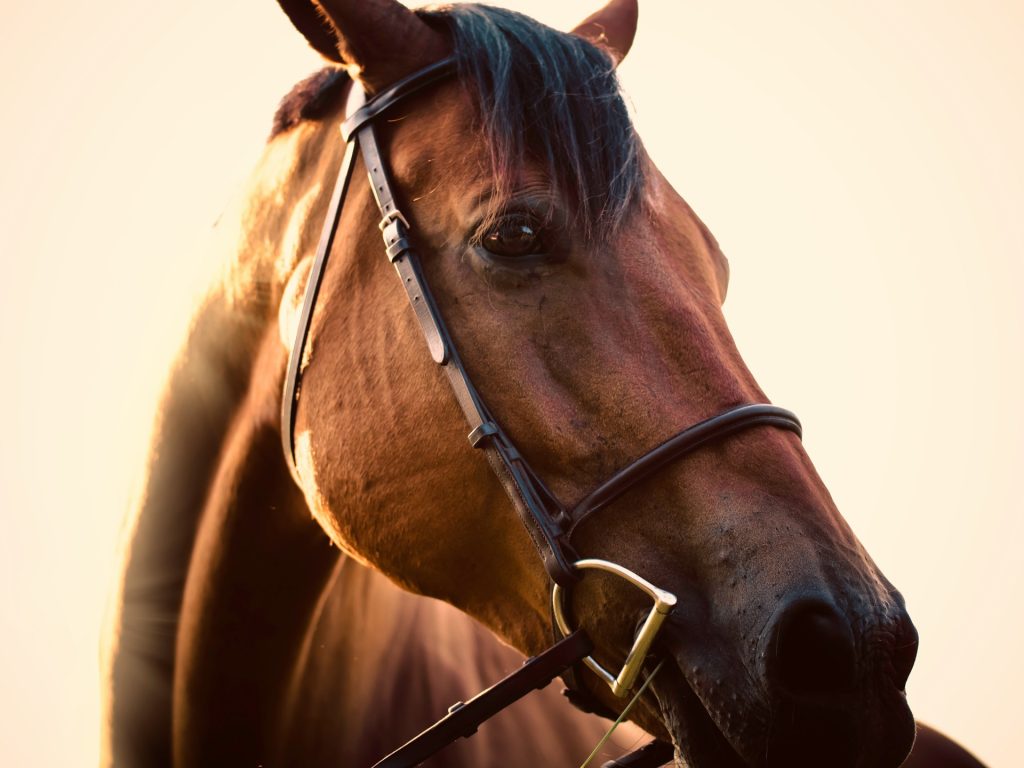 Cavallo primo piano