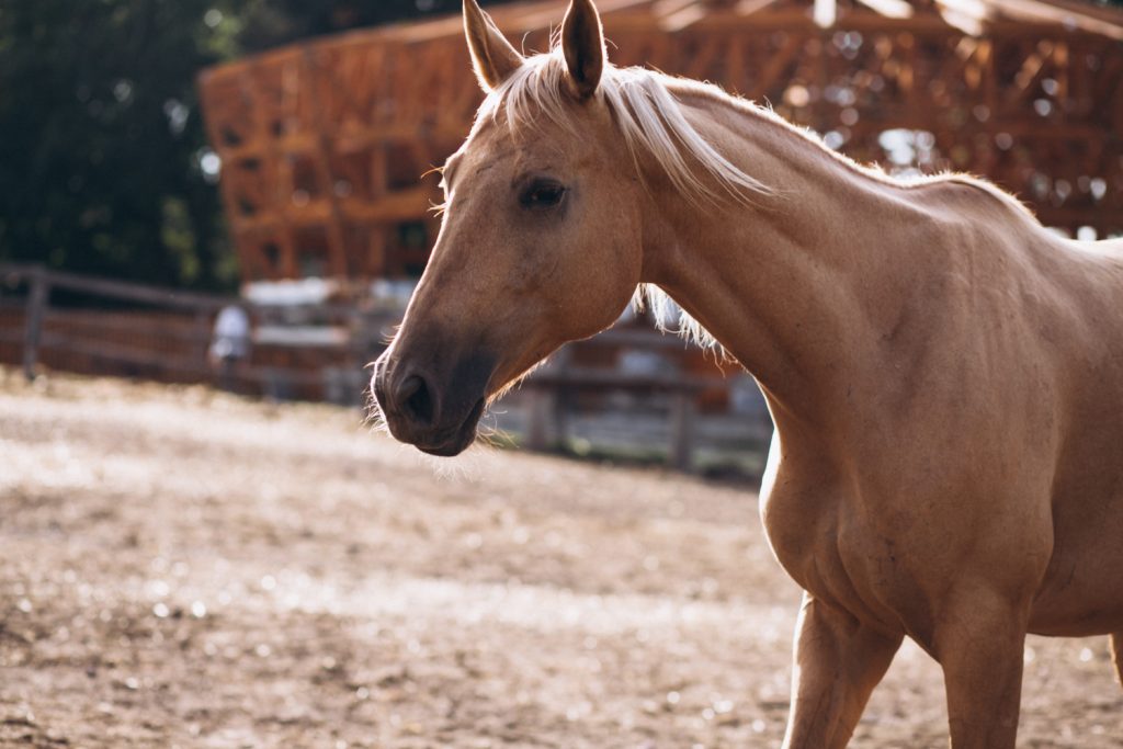 Cavallo al maneggio