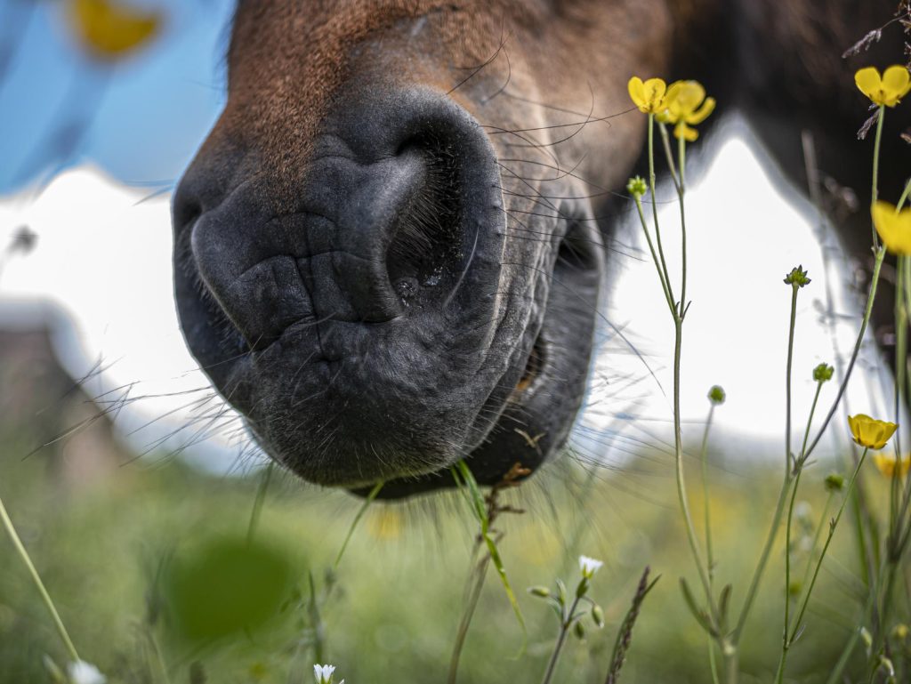 Cavallo in un prato