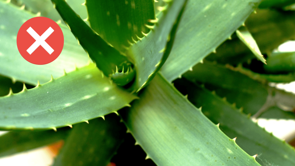 Aloe Vera