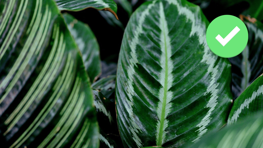 Calathea