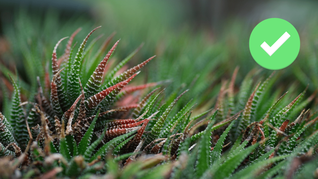 Haworthia