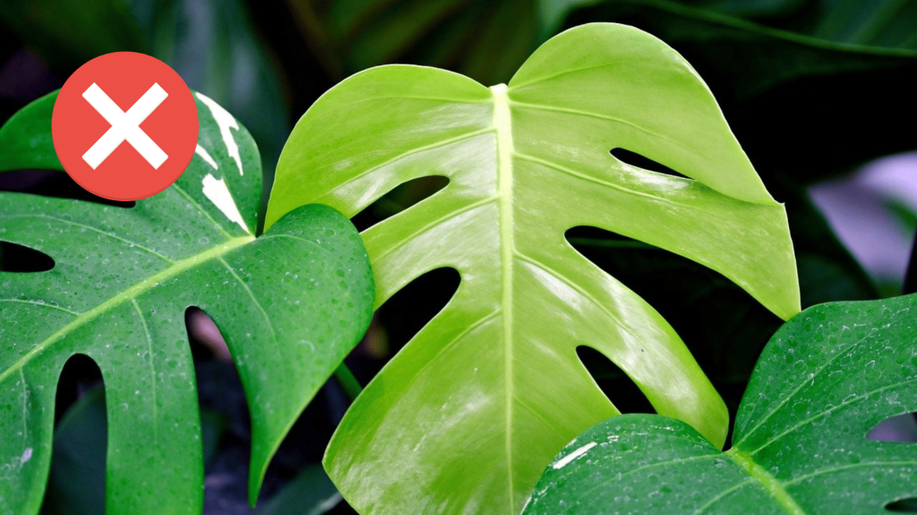 Monstera Deliciosa