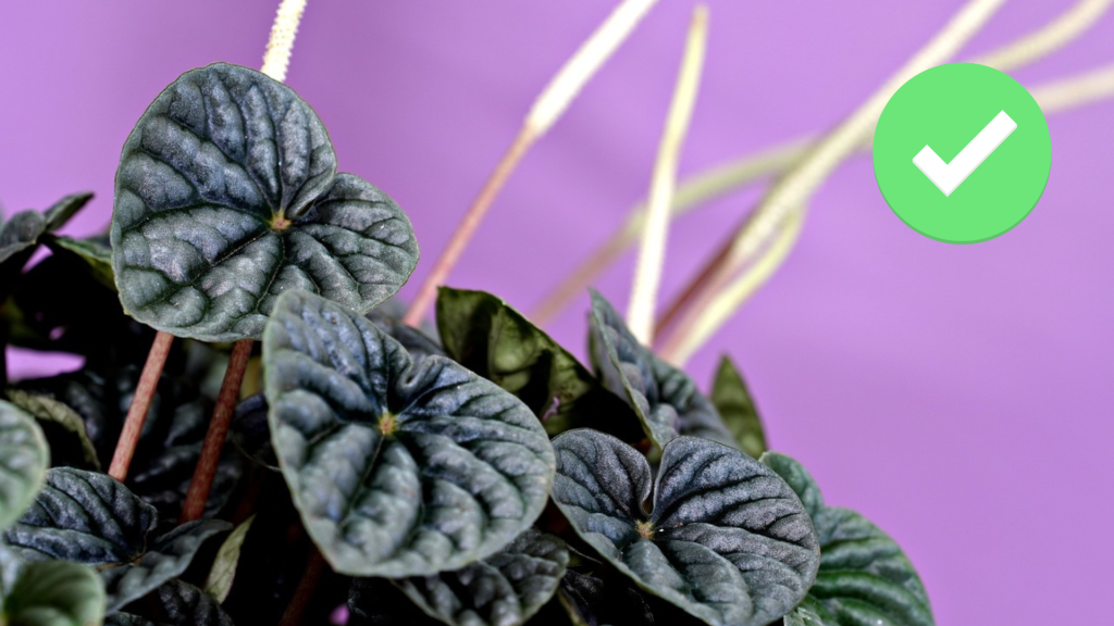 Peperomia