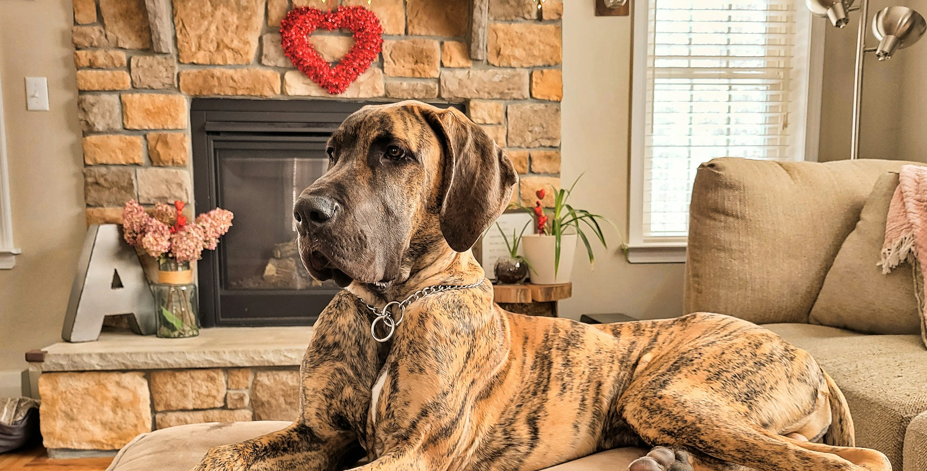 Il cane porta a casa una gamba mozzata, ma la verità non è quella che sembra!