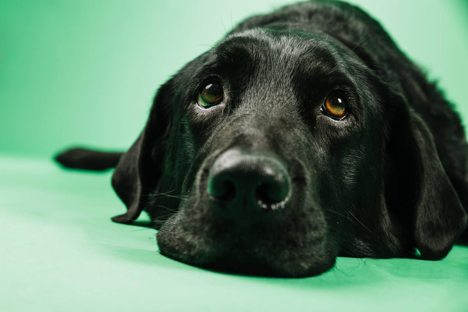 Ansia nel cane: riconoscerla, capirla e attenuarla