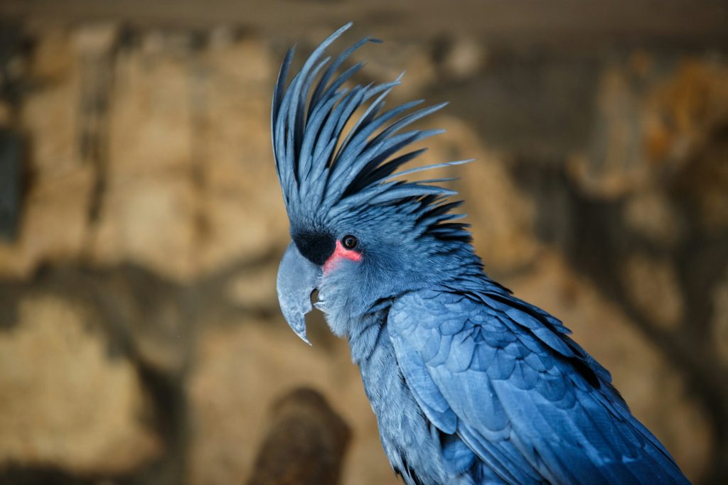 Cacatua nero