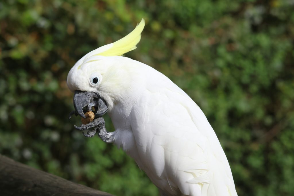 Cacatua che mangia