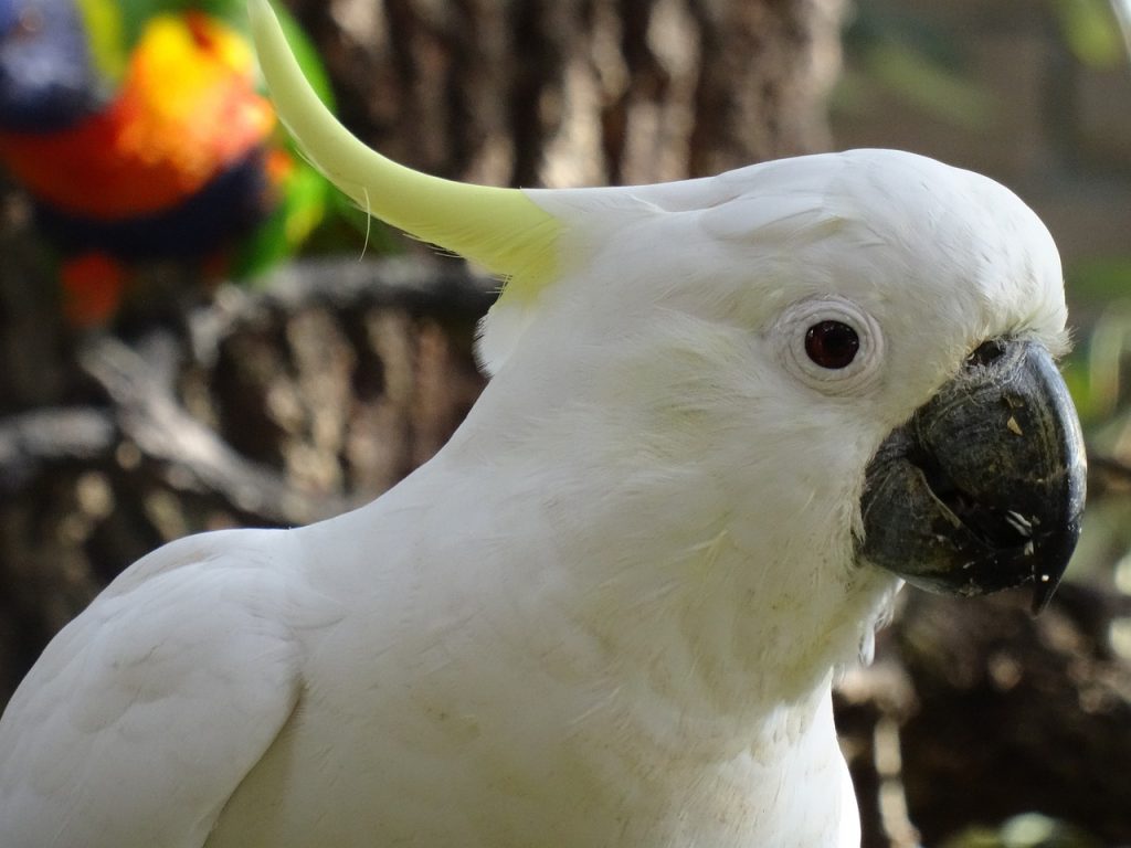 Pappagallo cacatua