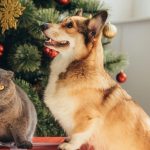 Cane e gatto a Natale