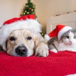 Cane e gatto Natale