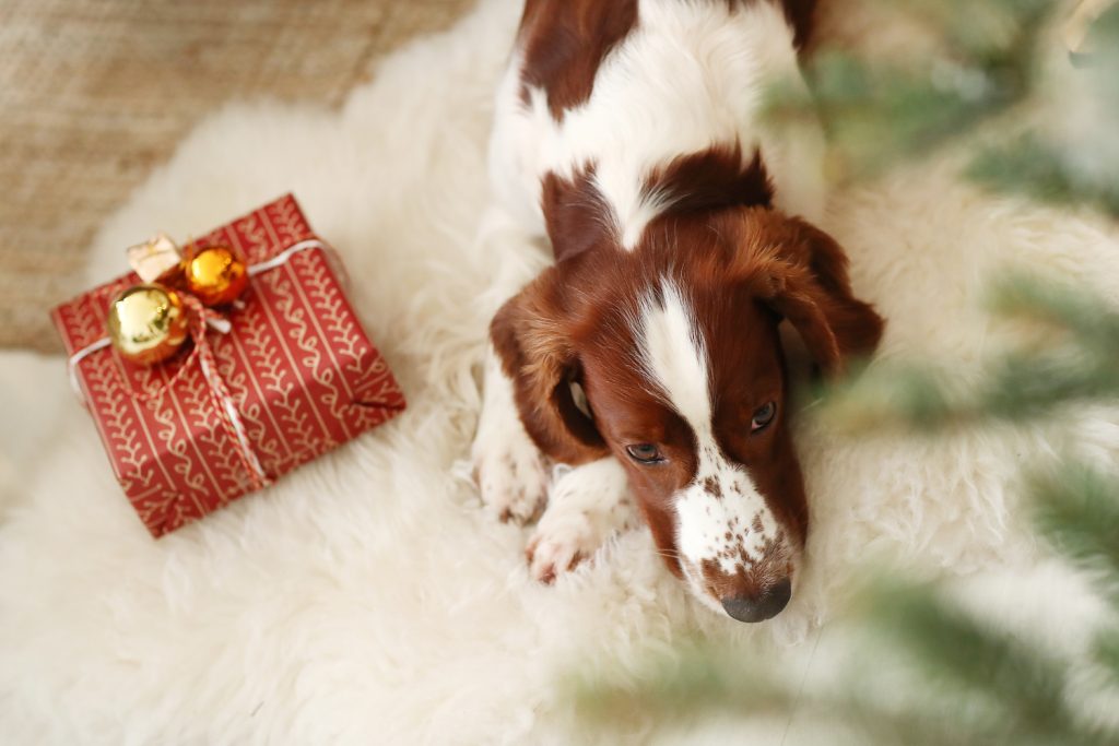 Cane pacchetto di Natale