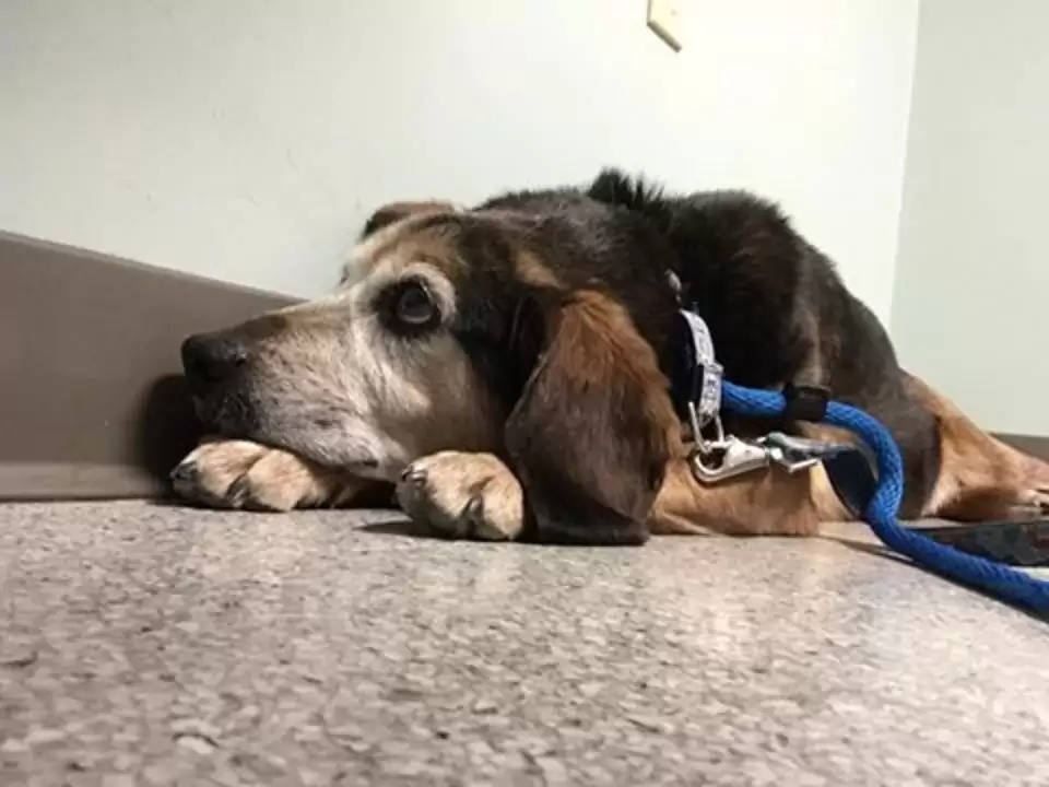 Cane Bosco torna a casa